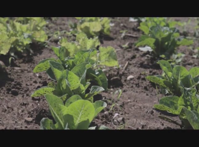 Thumbnail image for UConn's How to Grow a Farm:  Riverbank Farm